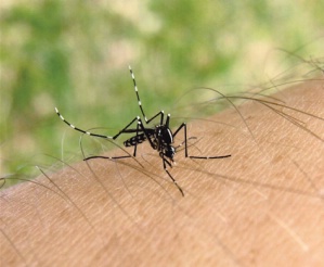 Chikungunya : plus de 100 000 cas aux Antilles