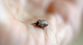 Maladie de Lyme : l’Académie de médecine joue les arbitres