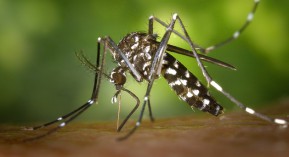 Chikungunya : deux cas autochtones dans le Var