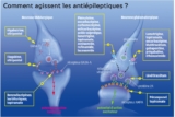 © ARMPL3204_C2_LesAntiepileptiques.qcd-Art1_30-Encadre-Image_E16 - Lors d'une crise d'épilepsie, on constate un déséquilibre dans la libération des neurotransmetteurs (glutamate, excitateur et GABA, inhibiteur), avec prédominance de l'état d'excitation. L'inhibition de la transmission de glutamate est soit directe, inhibition de la libération de glutamate ou de sa transmission postsynaptique, soit indirecte, liée à un blocage des canaux sodiques ou calciques. La stimulation de la transmission du GABA fait suite à une inhibition de sa dégradation, une diminution de sa recapture ou à une augmentation de la stimulation de ses récepteurs postsynaptiques. Les mécanismes d'action des médicaments ne sont pas tous totalement élucidés.