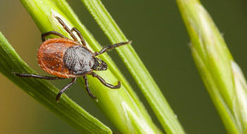 Borréliose de Lyme : de nouvelles recommandations qui piquent