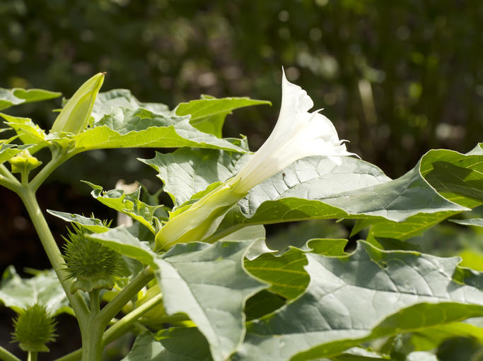 Jardins potagers : alerte au risque de consommation du datura