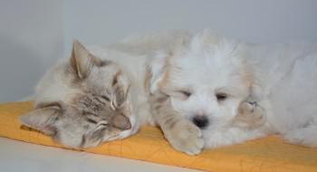 Colliers antiparasitaires pour chiens et chats : attention aux falsifications