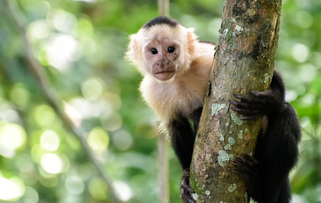 Variole du singe : vaccination recommandée, « y compris pour les professionnels de santé »