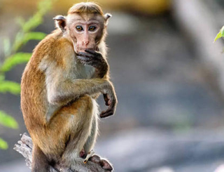 Variole du singe : le virus détecté en France