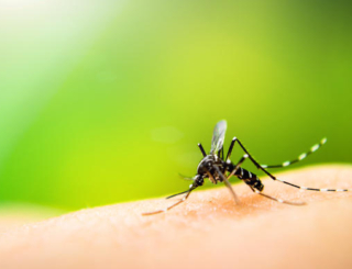 Dengue : des cas détectés en France métropolitaine