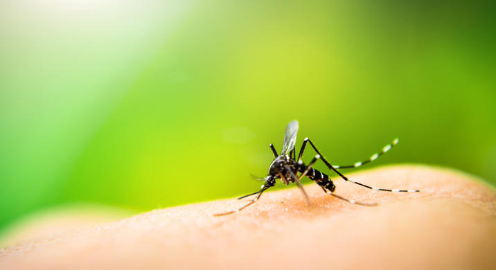 Dengue : des cas détectés en France métropolitaine