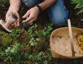 Intoxications : le retour des champignons