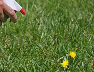 Herbicides : gare aux mélanges maison