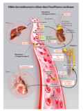 © MPL-INFOGRAPHIE