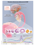 © MPL-infographiemecanisme