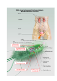 © MPL-iNFOGRAPHIECahierFormationInfectionsurinairesdefcopie