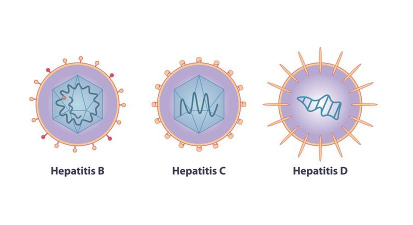 Hépatites : quels traitements ?