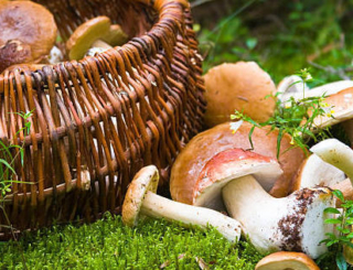 Champignons : attention aux intoxications !