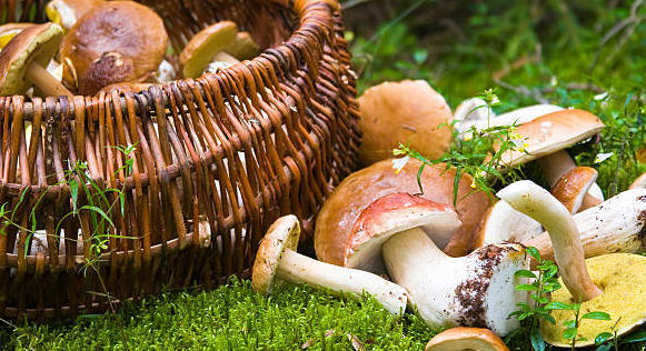 Champignons : attention aux intoxications !