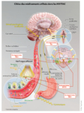 © MPL-MPLC3504_infographie