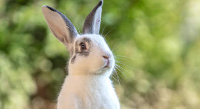 Taxe lapin : 5 euros dans la cartouchière des médecins