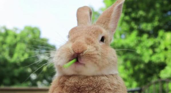 Rendez-vous médicaux non honorés : Doctolib pose un lapin à Gabriel Attal