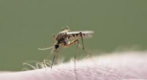 Dengue : vigilance requise pour tous