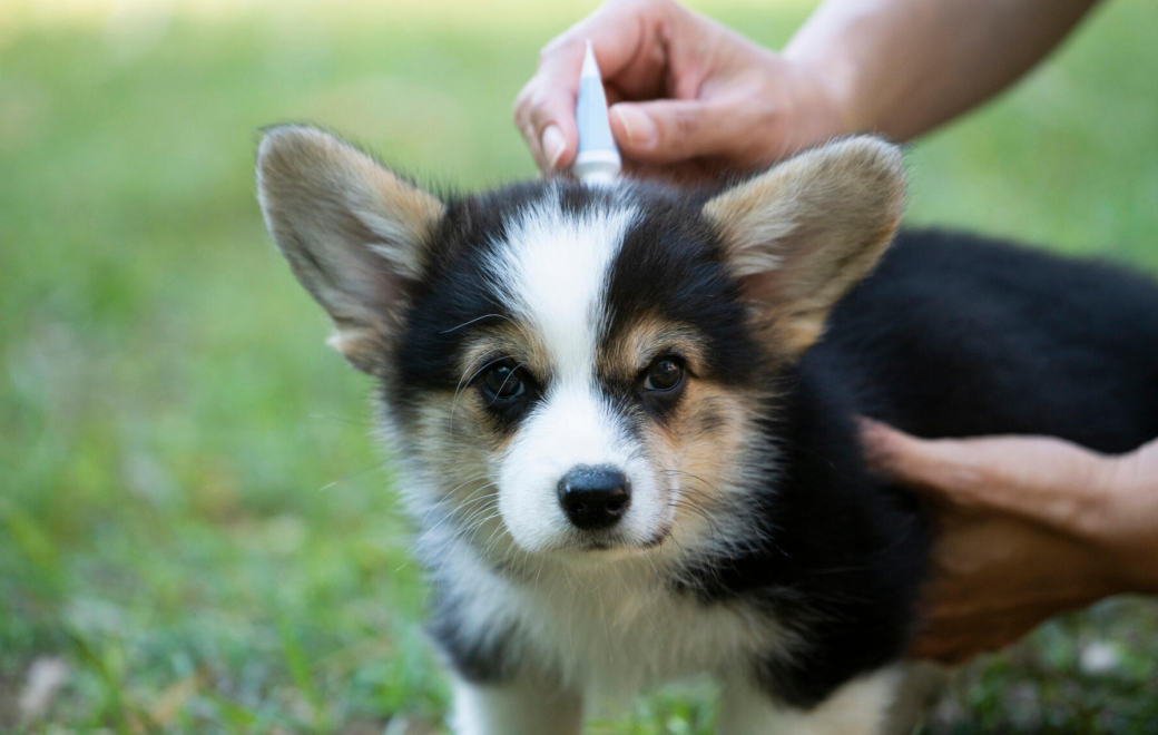 Comment savoir si un chien a des puces ?