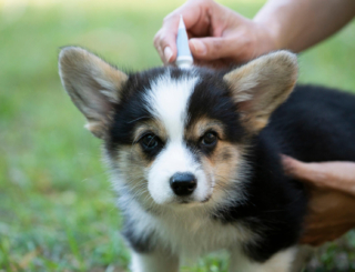 Comment savoir si un chien a des puces ?