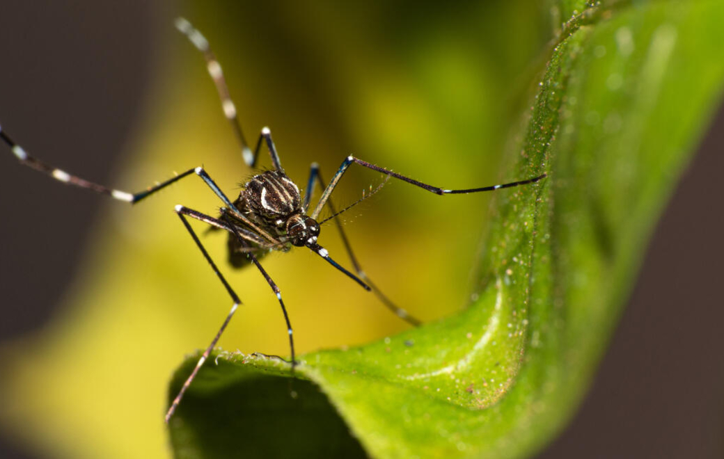 Chikungunya : un premier vaccin (Ixchiq) bientôt commercialisé