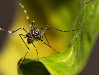 Chikungunya : un premier vaccin (Ixchiq) bientôt commercialisé