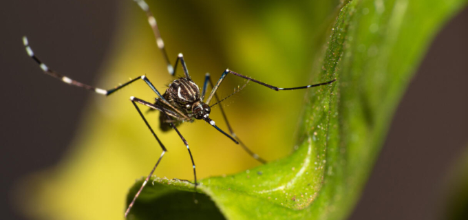 Chikungunya : un premier vaccin (Ixchiq) bientôt commercialisé