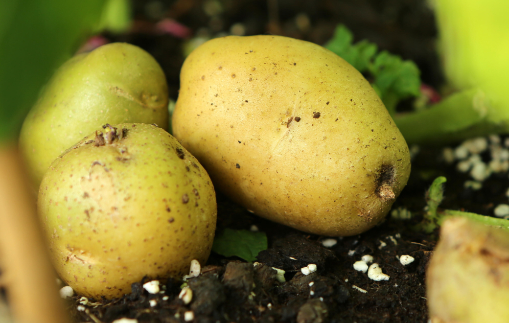 Que risque-t-on à consommer une pomme de terre dont la peau est verte ?