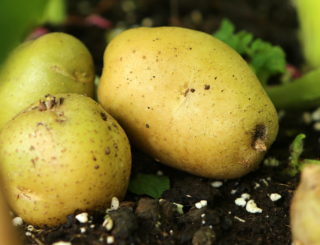 Que risque-t-on à consommer une pomme de terre dont la peau est verte ?