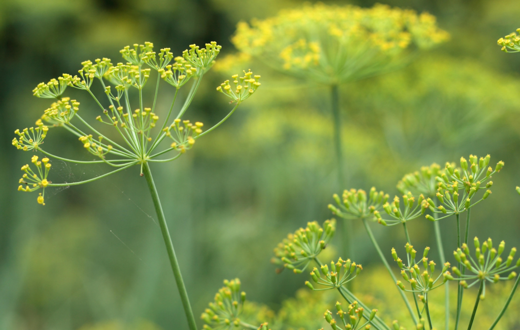 Le fenouil doux : la plante aux multiples vertus