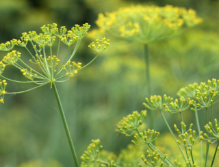 Le fenouil doux : la plante aux multiples vertus