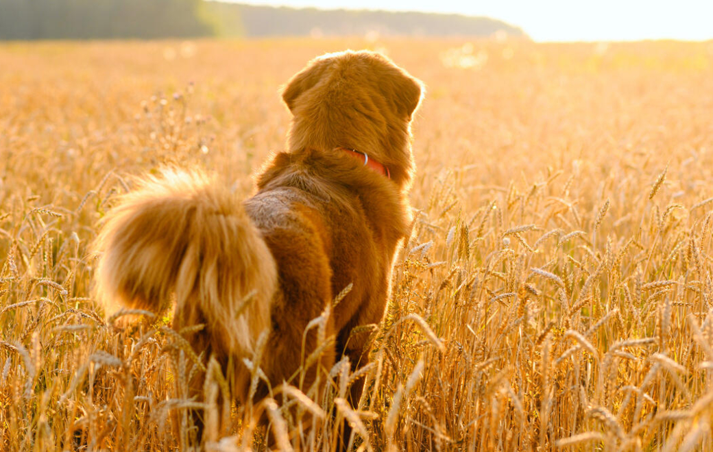 Pourquoi les épillets sont-ils dangereux pour les chiens ?