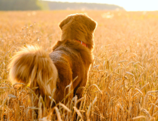 Pourquoi les épillets sont-ils dangereux pour les chiens ?