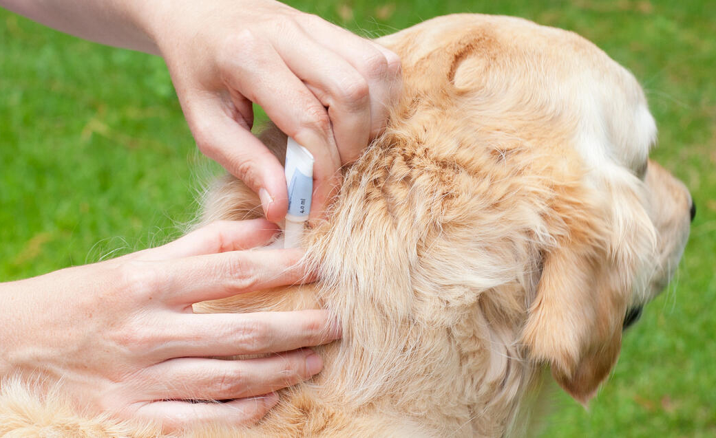 Infestation par les puces : traitements préventifs et curatifs des animaux