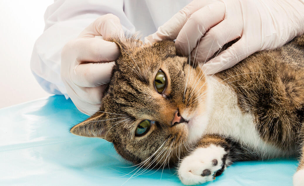 Dermatoses parasitaires du chat : prise en charge et conseils au comptoir