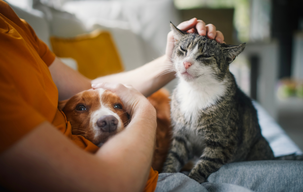 Stress du chien ou du chat : quels conseils au comptoir ?