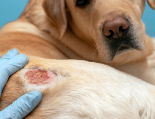 Qu’est-ce que la piroplasmose du chien ?