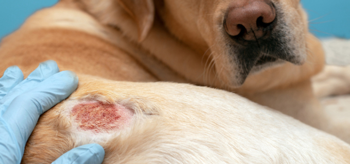 Qu’est-ce que la piroplasmose du chien ?