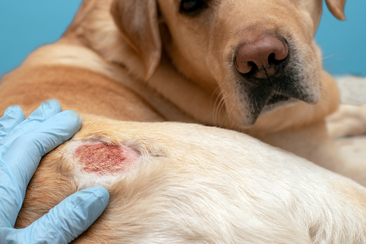 Qu’est-ce que la piroplasmose du chien ?