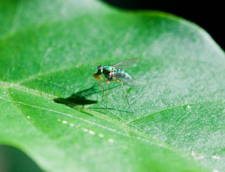 Épidémie de Chikungunya : La Réunion attend le remboursement d’un vaccin