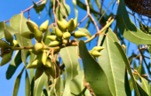 Huile essentielle d’eucalyptus radié : idéale pour la toux grasse