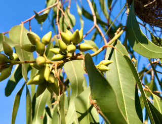 Huile essentielle d’eucalyptus radié : idéale pour la toux grasse