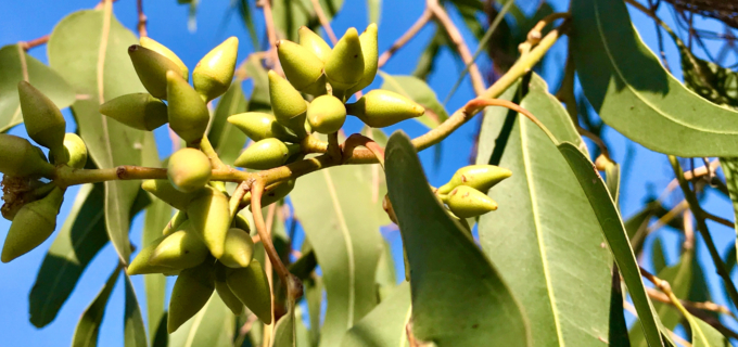 Huile essentielle d’eucalyptus radié : idéale pour la toux grasse